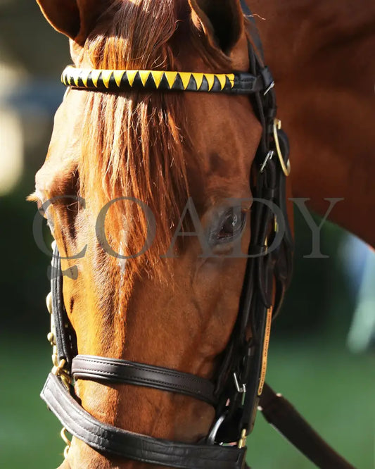 NAKATOMI - The Stoll Keenon Ogden Phoenix G2 - 10-03-25 - R07 - KEE - Paddock 02 Keeneland