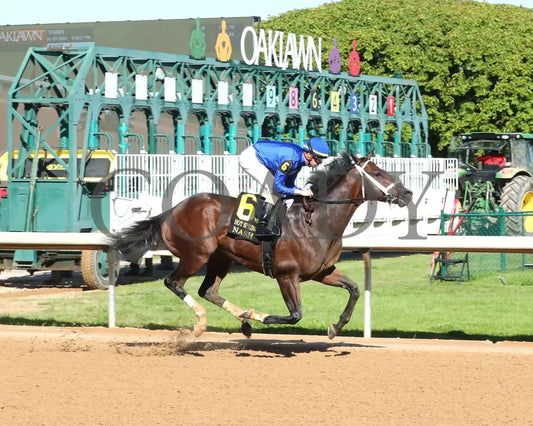 Nash - The Hot Springs 2Nd Running 03 - 23 - 24 R08 Op Finish 01 Oaklawn Park