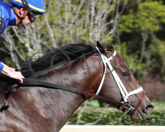 Nash - The Hot Springs 2Nd Running 03 - 23 - 24 R08 Op Gallop Out 01 Oaklawn Park