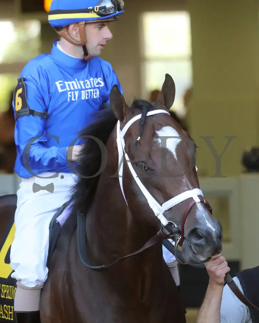 Nash - The Hot Springs 2Nd Running 03 - 23 - 24 R08 Op Paddock 01 Oaklawn Park