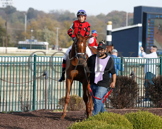 Natalia’s Rap - 10-29-24 R07 Pat Whitworth Debutante Fanduel Paddock Sportsbook Horse Racing