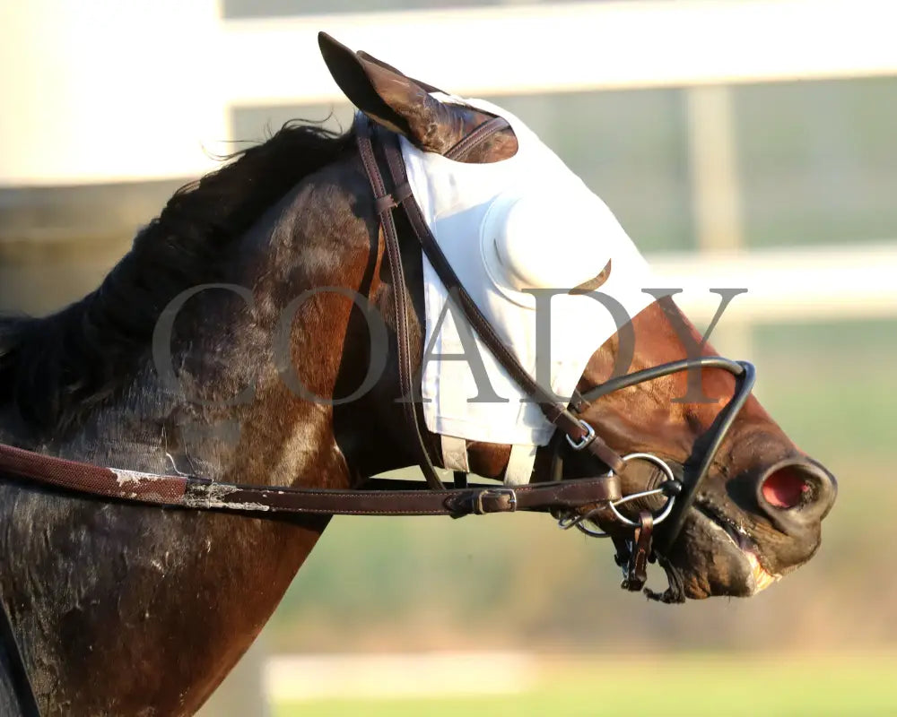 NATION - 111525 - Race 09 - The Rapid Transit Starter - CD - Gallop Out 01 - Coady Media - Kurtis Coady Photography