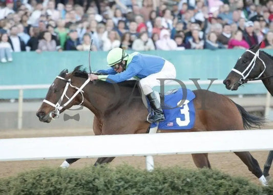 Native Ruler - The King Cotton Stakes Oaklawn Park