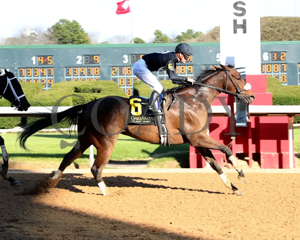 NAVY SEAL - The Nodouble Breeders’ Stakes - 17th Running - 03-02-25 - R07 - OP - Finish 01 Oaklawn Park