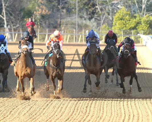 NAVY SEAL - The Nodouble Breeders’ Stakes - 17th Running - 03-02-25 - R07 - OP - Head On 01 Oaklawn Park
