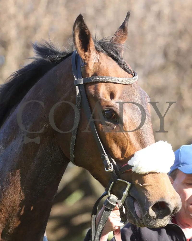 NAVY SEAL - The Nodouble Breeders’ Stakes - 17th Running - 03-02-25 - R07 - OP - Navy Seal Head Shot 01 Oaklawn Park