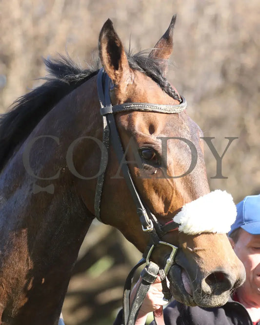 NAVY SEAL - The Nodouble Breeders’ Stakes - 17th Running - 03-02-25 - R07 - OP - Navy Seal Head Shot 01 Oaklawn Park