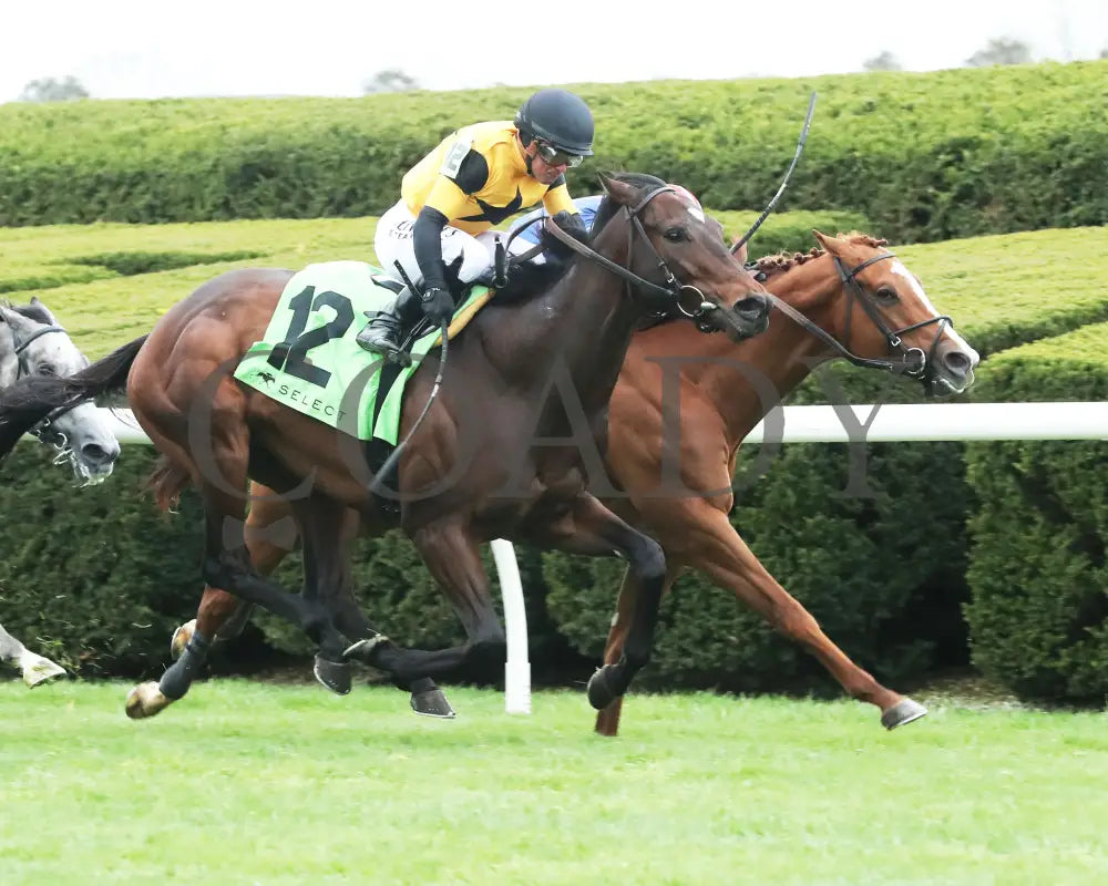 Neat - Transylvania Stakes 04 - 05 - 24 R08 Kee Finish 02 Keeneland