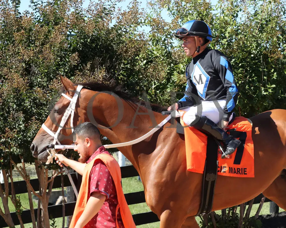 Neecie Marie - The Light & Wonder Ladies Marathon G3 09-07-24 R06 Kd Paddock 01 Kentucky Downs