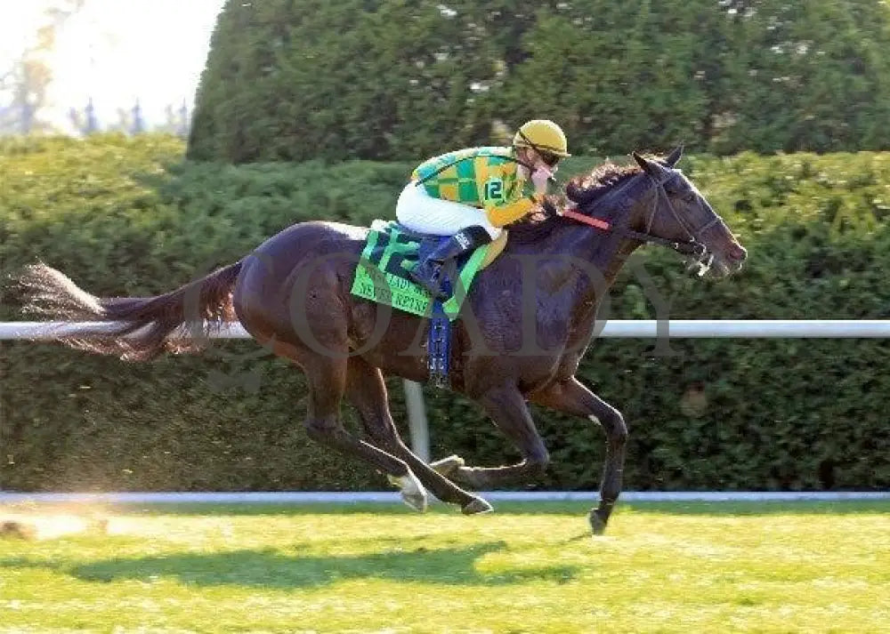 Never Retreat - Finish 100811 Race 07 Keeneland