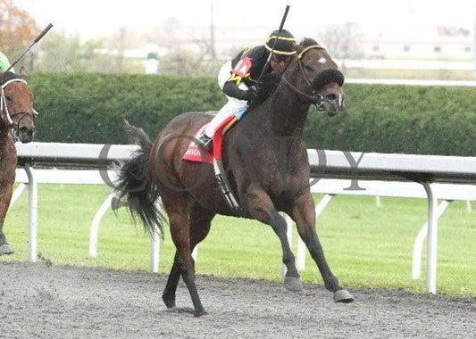 New Believer - 3 102811 Race 06 Keeneland