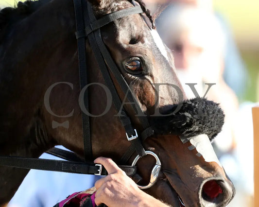 NEXT GIRL - The Glass Slipper - 11-15-25 - R07 - CD - Come Back 01 - Coady Media - Kurtis Coady Photography