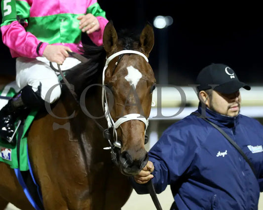 Nice As Pie - The Valdale 37Th Running 02-10-24 R07 Tp Post Race 02 Turfway Park
