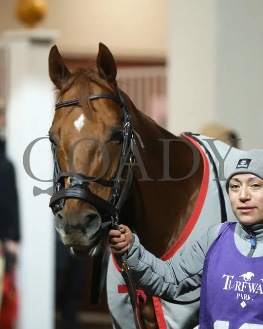 Night Time - The Holiday Cheer Stakes 24Th Running 12-30-23 R07 Tp Paddock 01 Turfway Park