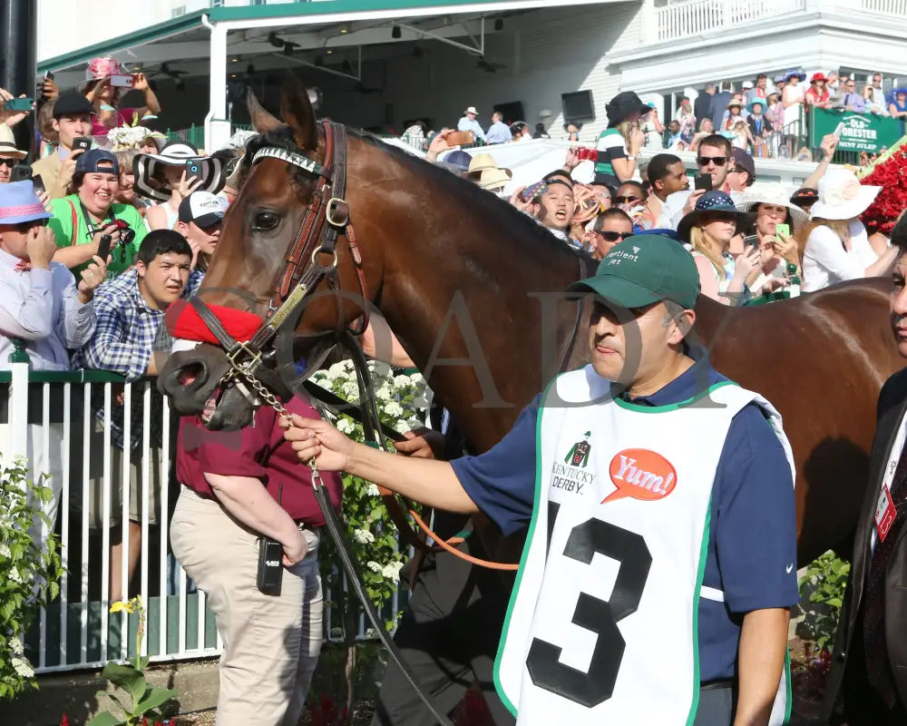 Nyquist - 050716 Race 12 Cd Paddock Kentucky Derby