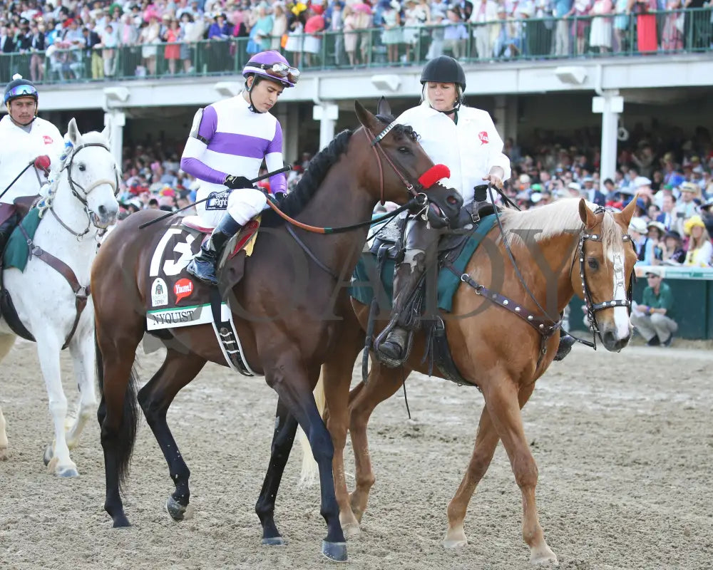 Nyquist - 050716 Race 12 Cd Post Parade 02 Kentucky Derby