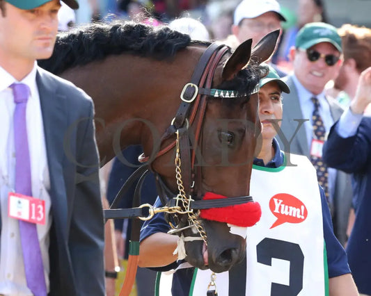 Nyquist - 050716 Race 12 Cd Walk Over Kentucky Derby