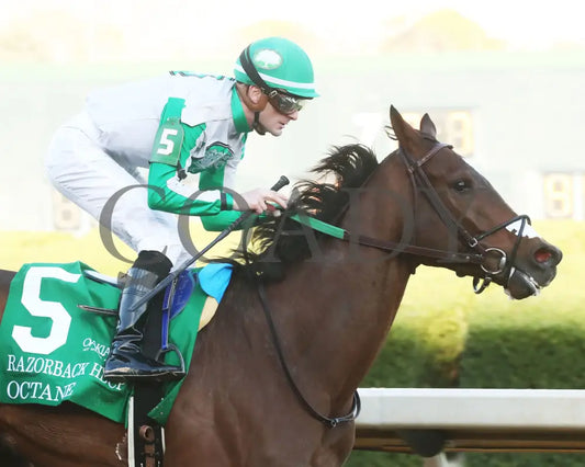 Octane - Razorback Handicap G3 65Th Running 02-24-24 R10 Op Gallop Out 01 Oaklawn Park