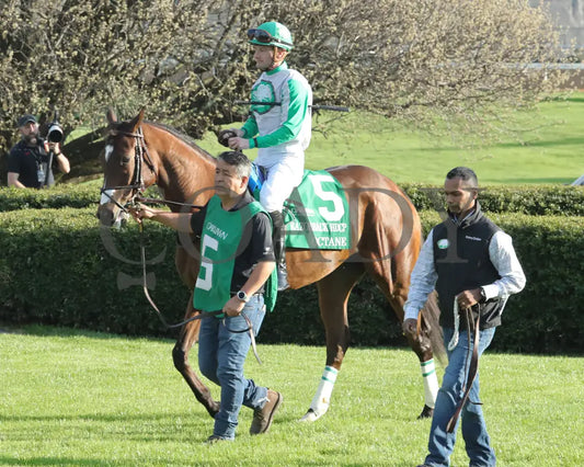 Octane - Razorback Handicap G3 65Th Running 02-24-24 R10 Op Paddock 01 Oaklawn Park
