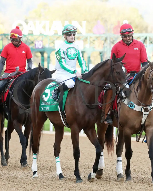 Octane - Razorback Handicap G3 65Th Running 02-24-24 R10 Op Post Parade 01 Oaklawn Park