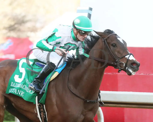 Octane - Razorback Handicap G3 65Th Running 02-24-24 R10 Op Tight Finish 01 Oaklawn Park