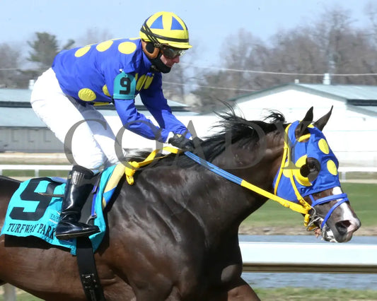 Okiro - The Animal Kingdom Stakes 38Th Running 03 - 23 - 24 R07 Turfway Park Finish 03 Paige West 01