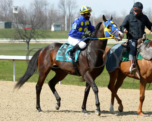Okiro - The Animal Kingdom Stakes 38Th Running 03 - 23 - 24 R07 Turfway Park Post Parade 01 Kurtis