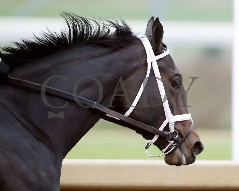 ON TIME GIRL - The Fern Creek - 11-29-25 - R08 - CD - Gallop Out 03 - Coady Media - Kurtis Coady Photography