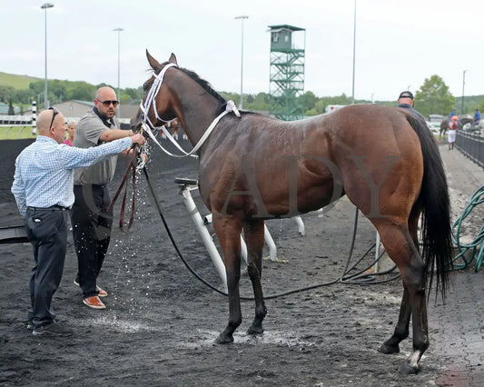 OUR LADY - The Malvern Rose Stakes - 19th Running - 07-07-25 - R07 - Presque Isle Downs - Bath Presque Isle Downs