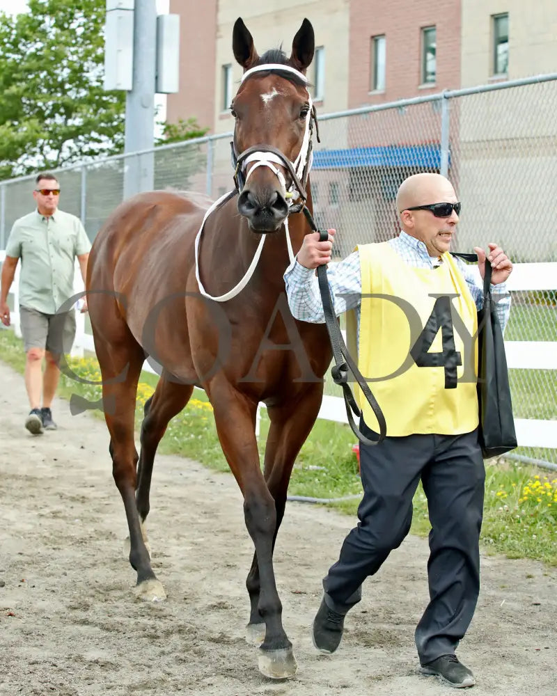 OUR LADY - The Malvern Rose Stakes - 19th Running - 07-07-25 - R07 - Presque Isle Downs - Paddock 01 Presque Isle Downs