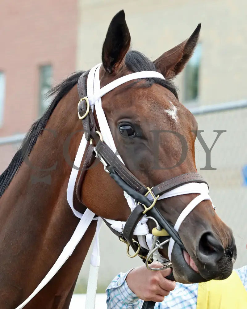 OUR LADY - The Malvern Rose Stakes - 19th Running - 07-07-25 - R07 - Presque Isle Downs - Paddock 02 Presque Isle Downs