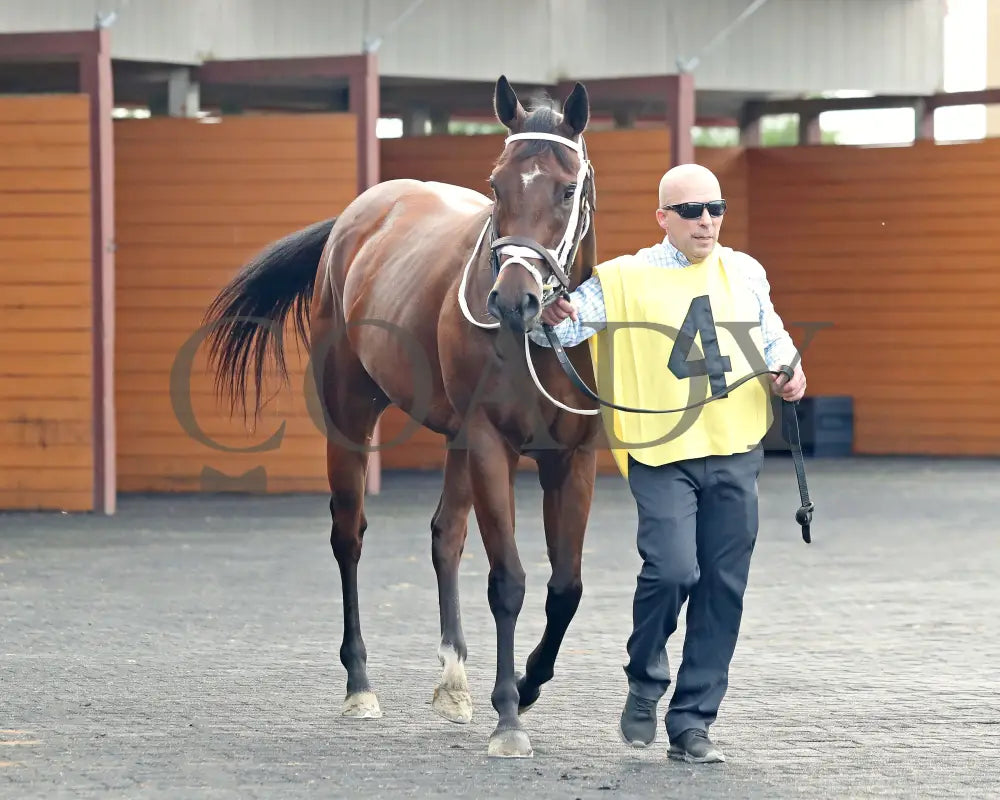 OUR LADY - The Malvern Rose Stakes - 19th Running - 07-07-25 - R07 - Presque Isle Downs - Paddock 03 Presque Isle Downs