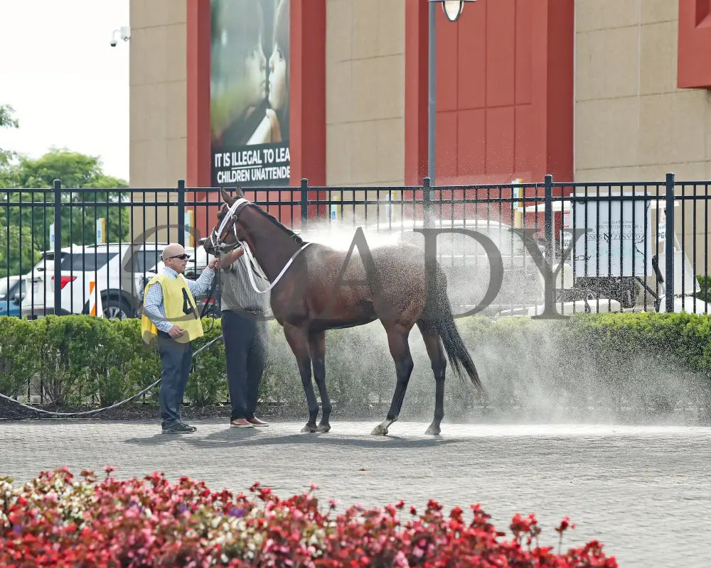 OUR LADY - The Malvern Rose Stakes - 19th Running - 07-07-25 - R07 - Presque Isle Downs - Paddock 05 Presque Isle Downs