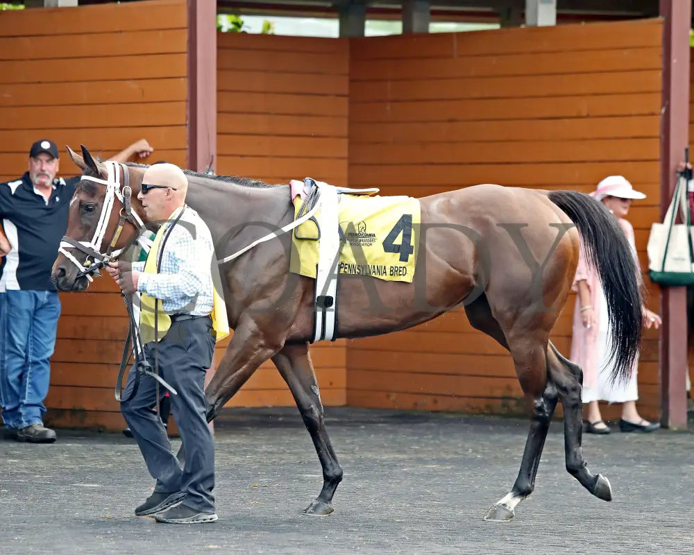 OUR LADY - The Malvern Rose Stakes - 19th Running - 07-07-25 - R07 - Presque Isle Downs - Paddock 06 Presque Isle Downs