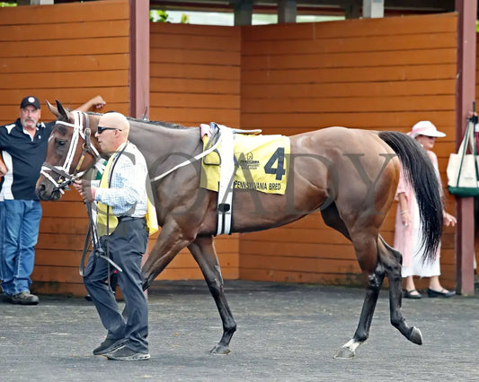 OUR LADY - The Malvern Rose Stakes - 19th Running - 07-07-25 - R07 - Presque Isle Downs - Paddock 06 Presque Isle Downs