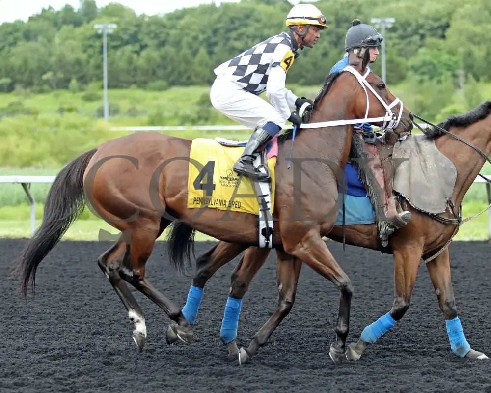 OUR LADY - The Malvern Rose Stakes - 19th Running - 07-07-25 - R07 - Presque Isle Downs - Post Parade Presque Isle Downs