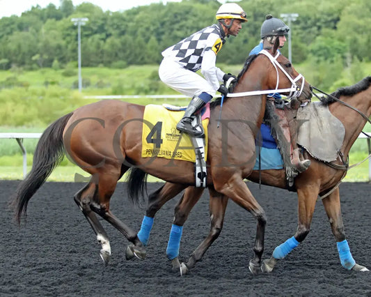 OUR LADY - The Malvern Rose Stakes - 19th Running - 07-07-25 - R07 - Presque Isle Downs - Post Parade Presque Isle Downs