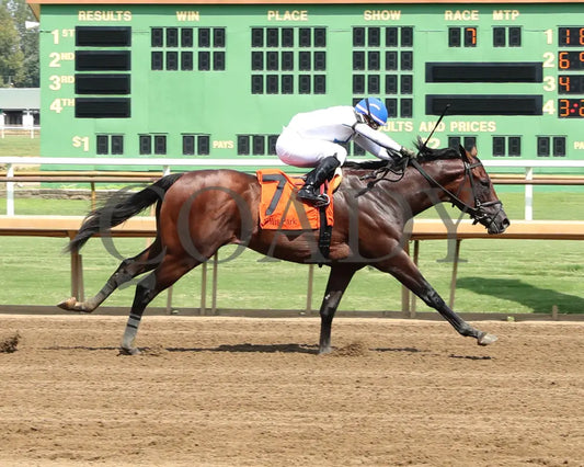 Owen Almighty - The Ellis Park Juvenile 9Th Running 08-11-24 R07 Elp Finish 01