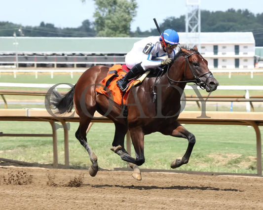 Owen Almighty - The Ellis Park Juvenile 9Th Running 08-11-24 R07 Elp Finish 02