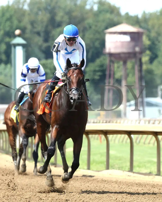 Owen Almighty - The Ellis Park Juvenile 9Th Running 08-11-24 R07 Elp Gallop Out 01