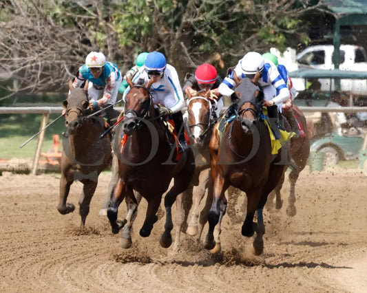 Owen Almighty - The Ellis Park Juvenile 9Th Running 08-11-24 R07 Elp Turn 01