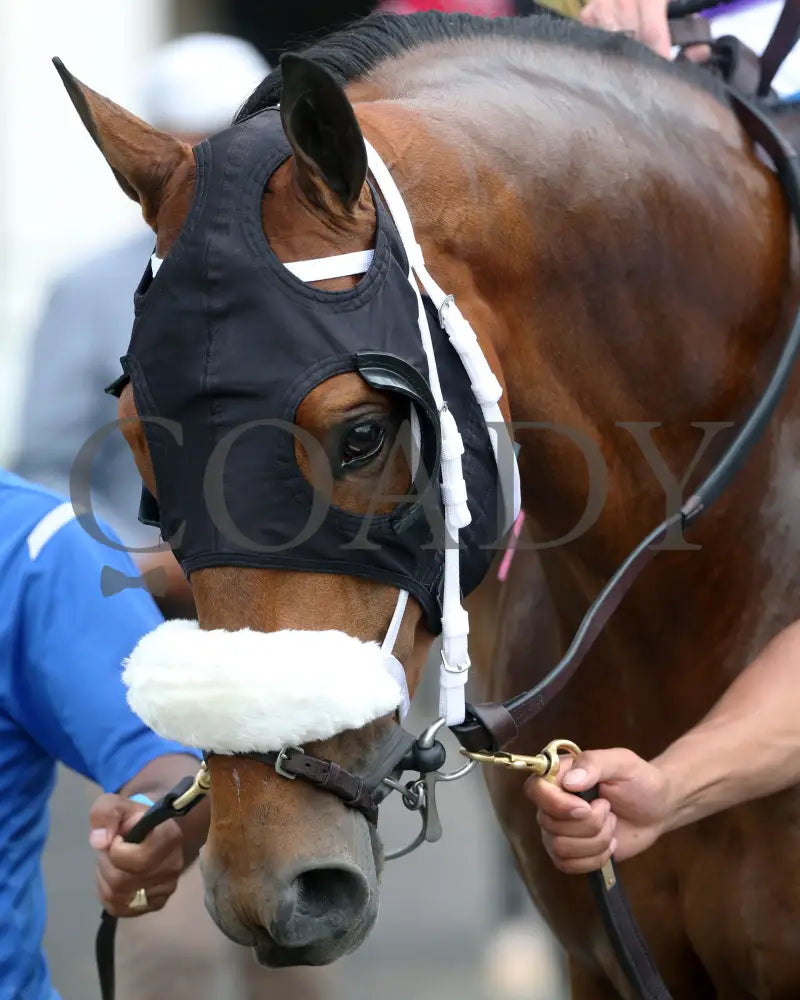 Owendale - The Blame 1St Running 05-23-20 R09 Cd Paddock 01 Churchill Downs