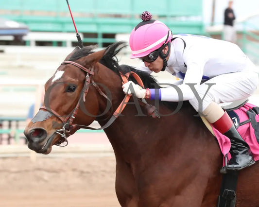 Pepper Mill - Jeff & Jack Coady Sr Stakes 02-01-24 R09 Turf Paradise Inside Finish 2