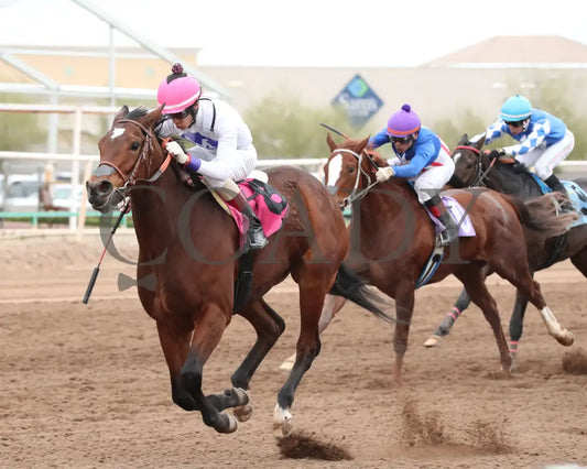 Pepper Mill - Jeff & Jack Coady Sr Stakes 02-01-24 R09 Turf Paradise Inside Finish
