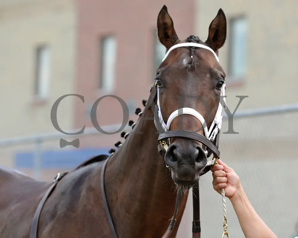 Ponce De Leon - The Tom Ridge Stakes 18Th Running 06-17-24 R07 Pid Paddock 01 Presque Isle Downs