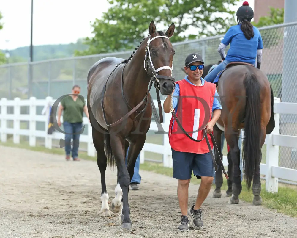 Ponce De Leon - The Tom Ridge Stakes 18Th Running 06-17-24 R07 Pid Paddock 02 Presque Isle Downs