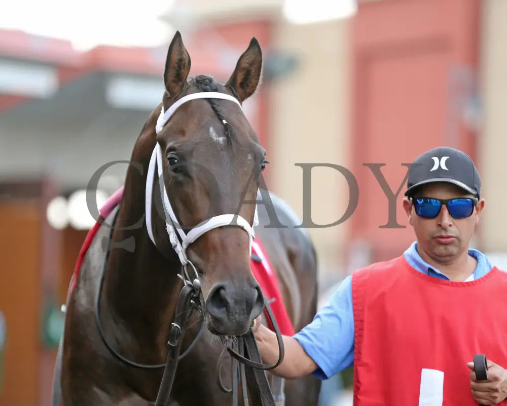 Ponce De Leon - The Tom Ridge Stakes 18Th Running 06-17-24 R07 Pid Paddock 03 Presque Isle Downs
