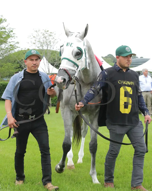PRINCESS ALIYAH - The Valley Of The Vapors Stakes - 04-19-25 - R10 - OP - Paddock 02 Oaklawn Park