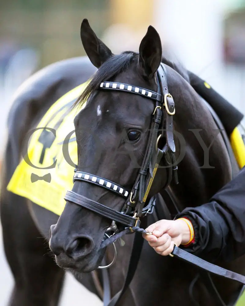 Princess Grace - The Mrs. Revere G2 30Th Running 11-14-20 R10 Cd Paddock 01 Churchill Downs