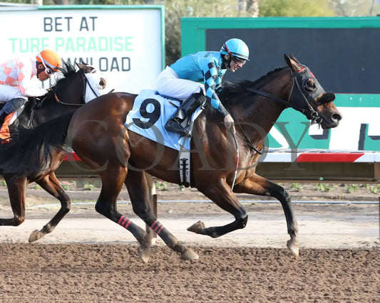Principe Carlo - Hank Mills Sr Stakes 01-27-24 R08 Turf Paradise Finish 2